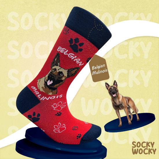 Bild von Belgian Malinois