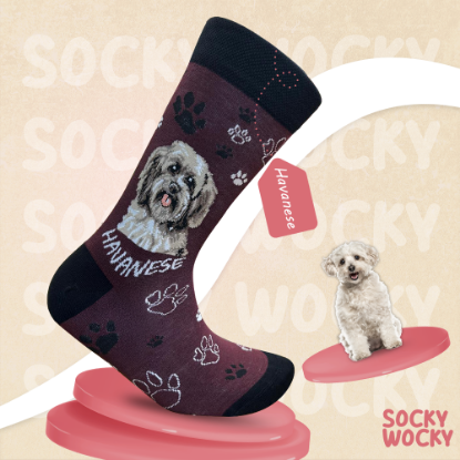 Bild von Havanese