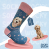 Bild von Labradoodle Crem