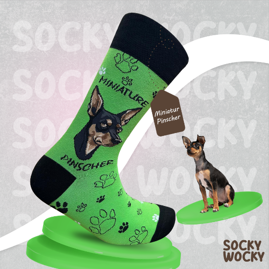 Bild von Miniatur Pinscher