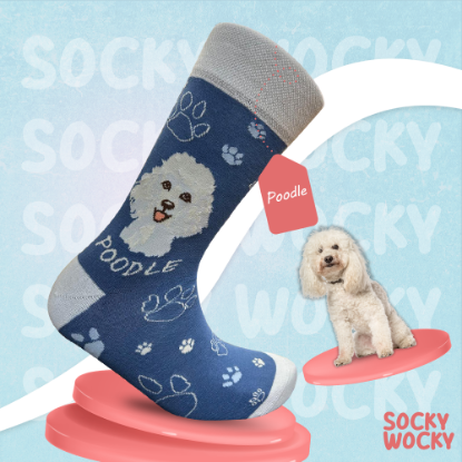 Bild von Poodle