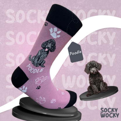 Bild von Poodle Black