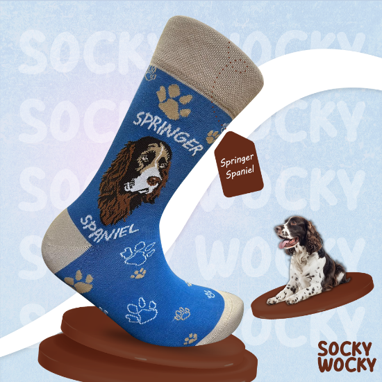 Bild von Springer Spaniel