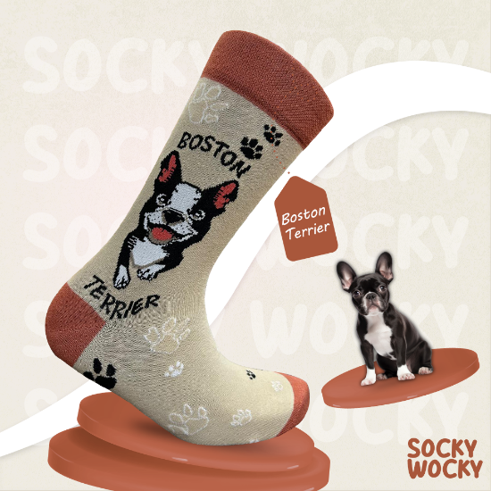 Bild von Boston Terrier